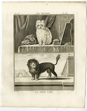 Antique Print-DOG BREEDS-MALTESE-LITTLE LION-BICHON-PL. 40-Fritsch-Buffon-1775