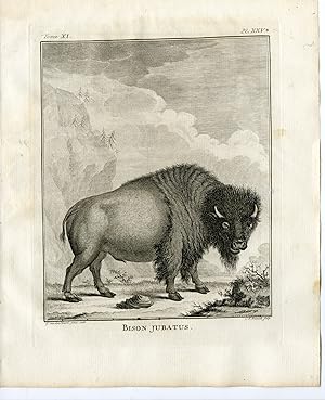 Antique Print-AMERICAN BISON-BUFFALO-PL. 25-Fritsch-Buffon-1779