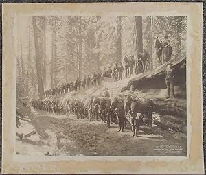 1899 Mammoth Tibbitts California Photo "Fallen Monarch with Troop F Sixth Cavalry"