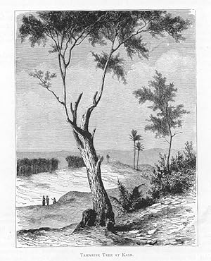 TAMARISK TREE AT KASR ANTIQUE BIBLICAL ART PRINT FROM AN 1890's PUBLICATION