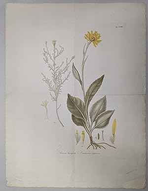 1. Arnica lanigera, 2. Centaurea lappacea (botanical print)