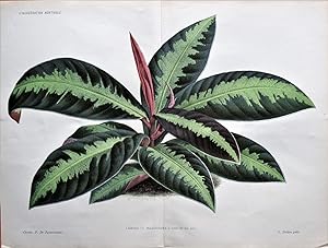 Antique Botanical Print LABISIA LOUISIANA Linden Original Double Size Vintage Plant Print 1885