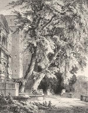 Old Trees in the Villa D'este