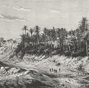 Fig. 159 The palm grove of Elche
