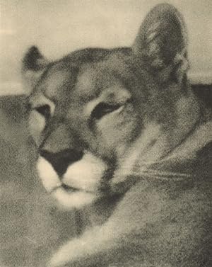 Puma. Felis concolor