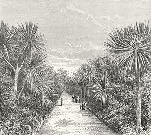 Fig. 14 Yuccas on Tresco (Scilly Islands)