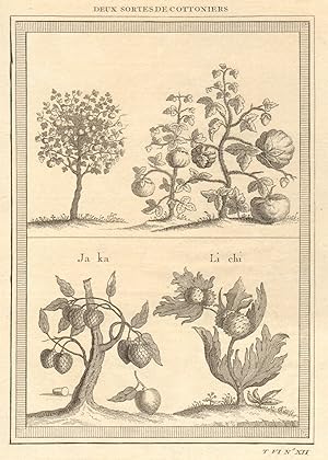 Deux sortes de Cottoniers; Ja-ka, Li-chi [Two kinds of cotton trees. Ata or sugar apple. Lychee]