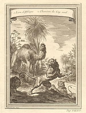 Lion dAffrique, Chameau du Cap-Verd [African Lion; Camel of Cap-Vert]
