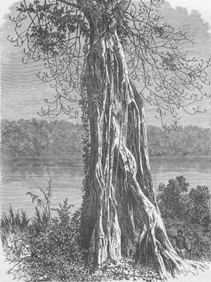 "Ovouncha," a species of Fig-tree, from the Gaboon