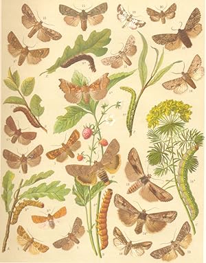 Heterocera-Noctuae-Owl-Moths; Fig. 1.-Xanthia Gilvago-Dusky Lemon Sallow; Fig. 2.-Hoporina Crocea...