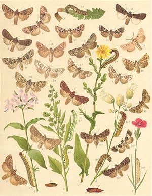 Heterocera-Noctuae-Owl-Moths; Fig. 1.-Mamestra Thalassina-Pale-shouldered Brocade; Fig. 2.-Mamest...
