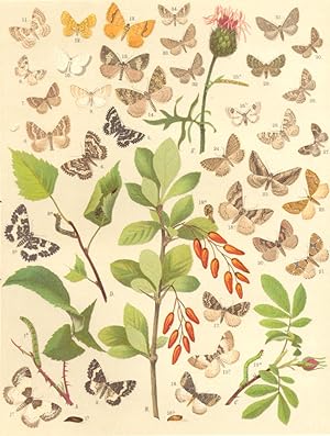 Heterocera-Moths-Geometrae-Loopers; Fig. 1.-Larentia Albicillata-Beautiful Carpet :a Larva. b Pup...
