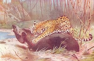 South American Jaguar and Tapir
