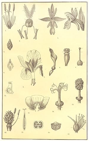 Morphology of Flowers- II; 1. Hypogynous bristles of Bulrush; 2. Hypogynous scales of Grass; 3. F...