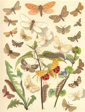 Heterocera-Bombyces-Moths. Arctiidae-Tiger-Moths-Hepialidae-Swift.moths; Fig. 1.-Arctia Purpurata...