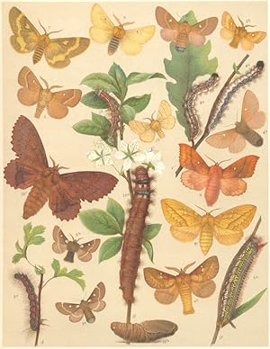 Heterocera-Bombyces-Moths. Lasiocampidae-Eggars; Fig. 1.-Malacosoma Neustria-Lackey Moth : a Larv...
