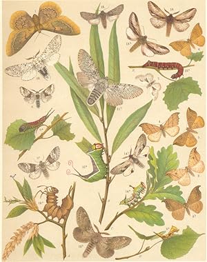 Heterocera-Bombyces-Moths. Saturniidae-Drepanidae-Notodontidae-Hook-Tips, Prominents, Etc; Fig. 1...