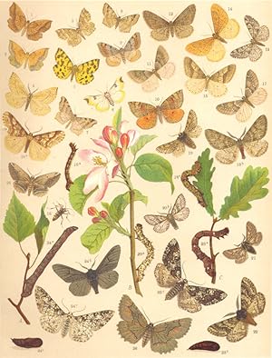 Heterocera-Moths-Geometrae-Loopers; Fig. 1.-Epione Apiciaria-Bordered Beauty; Fig. 2.-Epione Para...