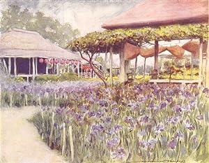 An Iris garden, Japan