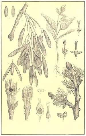 Ash (Fraxinus excelsior); 1,2. The unfolding of the bud; 3. A shoot in flower; 4,5,6. Androgynous...