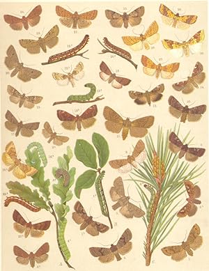 Heterocera-Noctuae-Owl-Moths; Fig. 1.-Taeniocampa Gothica-Hebrew Character : a Larva. b Imago; Fi...