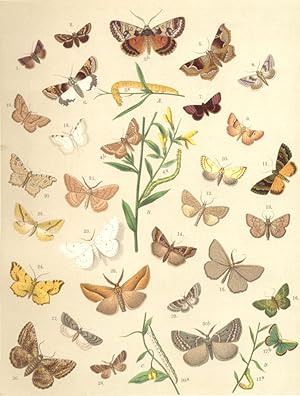 Heterocera-Moths-Noctuae-Geometrae; Fig. 1.-Heliodes Theophila; Fig. 2.-Omia Cymbalariae; Fig. 3....
