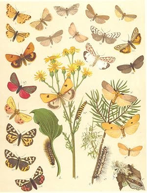 Heterocera-Bombyces-Moths; Lithosiidae-Footmen-Arctiidae-Tigers; Fig. 1.-Setina Aurita-Alpine Dew...