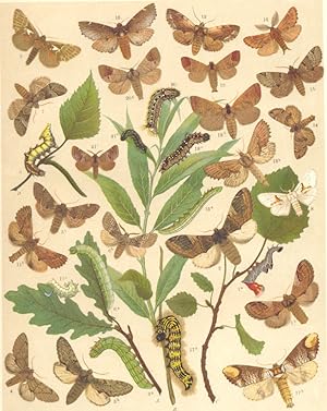 Heterocera-Bombyces-Moths. Notodontidae-Prominents; Fig.1.-Notodonta Ziczac-Pebble Prominent : a ...