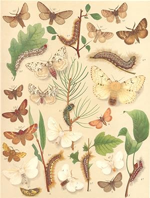Heterocera-Bombyces-Moths; Liparidae-Lasiocampidae-Satin Moths-Eggars, Etc; Fig. 1.-Arctornis V-n...