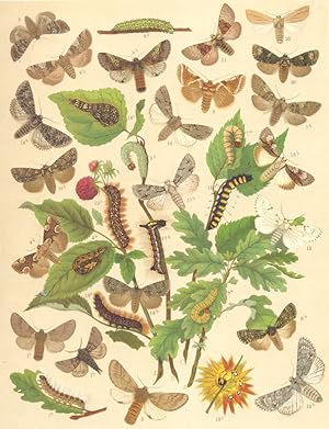 Heterocera-Bombyces-Noctuae-Moths. Notodontidae-Thyatiridae-Bombycoidae-Acronyctidae; Fig.1.-Thau...