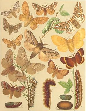 Heterocera-Bombyces-Moths; Lasiocampidae-Endromidae-Eggars, And Kentish Glory; Fig. 1.-Lasiocampa...