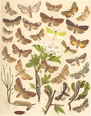 Heterocera-Noctuae-Owl-Moths; Fig. 1.-Dryobota Protea-Brindled Green; Fig. 2.-Dichonia Aprilina-M...