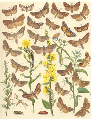 Heterocera-Noctuae-Owl-Moths; Fig. 1.-Cucullia Verbasci-Mullein Moth. a Larva. b Pupa. c Imago; F...