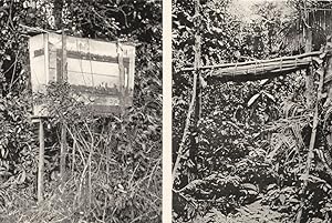 Some Bizarre forms of Burial-Aerial Coffins and tree graves - The left-hand photograph shows a ra...