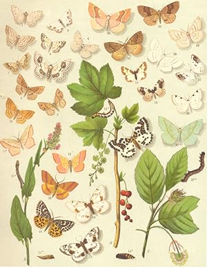 Heterocera-Moths-Geometrae-Loopers; Fig. 1.-Idaea Marginepunctata; Fig. 2.-Idaea Strigillaria-Sub...