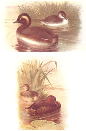 Black-necked Grebe (Summer and Winter); Little Grebe (Summer and Winter)