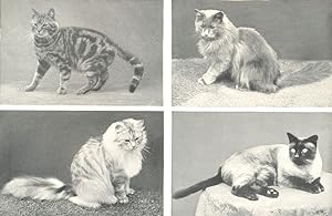 Some Typical Cats; 1. Common Domestic Cat; 2. Blue-smoke Persian; 3. Persian; 4. Siamese