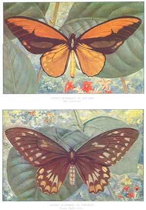 Croesus Butterfly of Batchian, Male, natural size; Croesus Butterfly of Batchian Female, slightly...