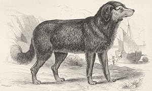 The Newfoundland Dog Original Breed