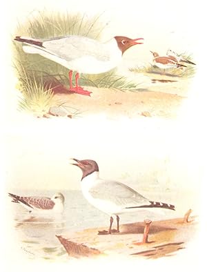 Black-headed Gull; Sabine's Gull