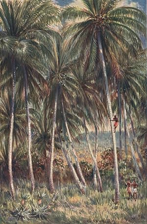 The Coco-nut Palms, Northern Queensland