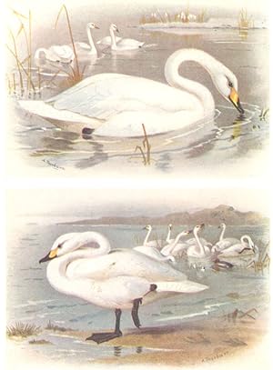 Whooper Swan; Bewick's Swan
