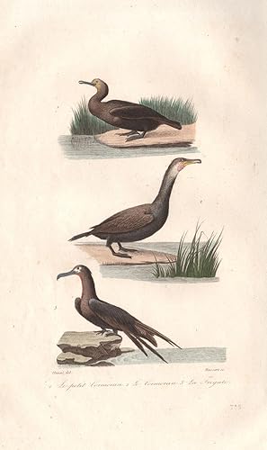 1. Le Petit Cormoran [Cormorant] ; 2. Le Cormoran [Cormorant] ; 3. La Frégate [Frigate]