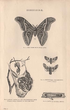 Bombycidae; Fig 1.-Silk Worm Moth (Bombyx Cynthia); Fig. 2.-Social Larvae of the processionary Mo...