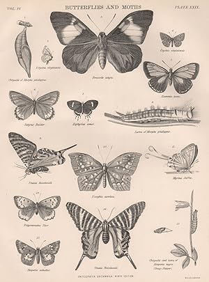 Butterflies and Moths; 1. Chrysalis of Morpho phidippus; 2. Erycina virginiensis; 3. Brassolis as...