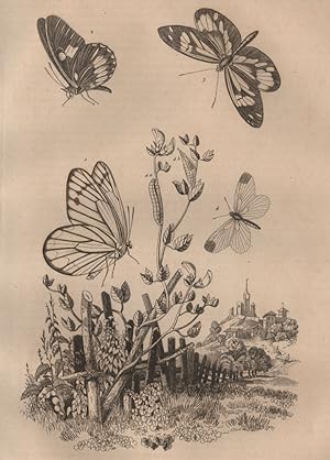 Pierides; 1. Pièride antonoè; 2. Euterpe tereas; 3. Leptalis amphione; 4. Leucophasie de la moutarde