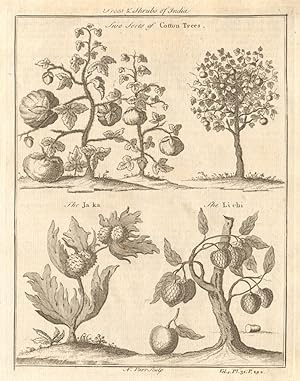Trees & Shrubs of India; Two sorts of Cotton Trees; The Ja ka; The Li chi