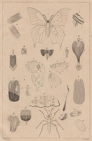 Papillons; Détails théoriques et anatomiques