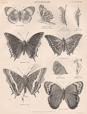 Butterflies; 1. Vanessa callithea; 2. Argynnis moneta. (Silver-spotted Fritillary); 3. Larva of A...