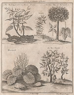 Trees & Shrubs of India; The Fu ling or China Root; The Tsing shu, or Varnish tree; Rhubarb; The ...